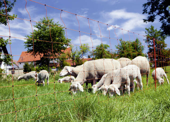 OviNet orange Einzelspitze